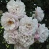 Rosier Grimpant Blush Noisette -Promesse De Fleurs Soldes Magasin 3914604645 75fd68907d o 20rosier blush noisette 771438 1