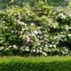 Actinidia Kolomikta Eve - Kiwi D'ornement Femelle 1 Actinidia Kolomikta Eve - Kiwi D'ornement Femelle -Promesse De Fleurs Soldes Magasin Actinidia kolomikta Eve 88517 1