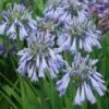 Agapanthe Celebration - Agapanthus -Promesse De Fleurs Soldes Magasin Agapanthus Celebration 15046 1