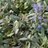 Ajuga Noble Nightingale - Bugle Rampante -Promesse De Fleurs Soldes Magasin Ajuga Noble Nighlingale IF 17604 1