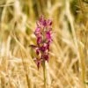 Anacamptis Sancta, Orchis Sacré - Orchidée Vivace -Promesse De Fleurs Soldes Magasin Anacamptis sancta Orchis sacre Orchidee vivace copyright 18954 1