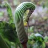 Arisaema Galeatum - Plante Cobra -Promesse De Fleurs Soldes Magasin Arisaema galeatum 4180 1