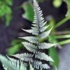 Athyrium Niponicum Pictum Metallicum - Fougère Femelle Japonaise 1 Athyrium Niponicum Pictum Metallicum - Fougère Femelle Japonaise -Promesse De Fleurs Soldes Magasin Athyrium niponicum pictum Metallicum Fougere femelle japonaise 16532 1