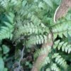 Athyrium Otophorum Var. Okanum - Fougère Femelle Du Japon -Promesse De Fleurs Soldes Magasin Athyrium otophorum var okanum 8753 1
