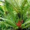 Blechnum Brasiliense Volcano -Promesse De Fleurs Soldes Magasin Blechnum brasiliense Volcano 89864 1