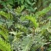 Blechnum Chilense -Promesse De Fleurs Soldes Magasin Blechnum chilense 89866 1