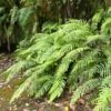 Blechnum Novae-zelandiae 2 Blechnum Novae-zelandiae -Promesse De Fleurs Soldes Magasin Blechnum novae 89865 1