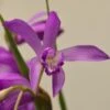 Bletilla Striata Soryu Blue Dragon - Orchidée Jacinthe Bleue 1 Bletilla Striata Soryu Blue Dragon - Orchidée Jacinthe Bleue -Promesse De Fleurs Soldes Magasin Bletilla striata Soryu V 5034 1