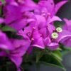 Bougainvillier Violet De Mèze 2 Bougainvillier Violet De Mèze -Promesse De Fleurs Soldes Magasin Bougainvillea spectoglabra Violet de meze 83235 1
