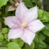 Clématite - Clematis Caroline -Promesse De Fleurs Soldes Magasin CLEMATIS CAROLINE 67804 1