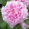 Rosier Ancien Comte De Chambord -Promesse De Fleurs Soldes Magasin COMTE DE CHAMBORD 822762 1