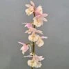 Calanthe Pink & Cream - Orchidée Vivace -Promesse De Fleurs Soldes Magasin Calanthe Pink Cream Orchidee vivace IF 18955 1