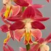 Calanthe Red Sunset - Orchidée Vivace -Promesse De Fleurs Soldes Magasin Calanthe Red Sunset Orchidee vivace IF 18957 1