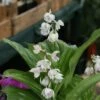Calanthe Aristulifera - Ochidée Vivace -Promesse De Fleurs Soldes Magasin Calanthe aristulifera 5030 1