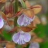 Calanthe Discolor -Promesse De Fleurs Soldes Magasin Calanthe discolor ld yamada 9528 1