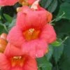 Campsis Radicans - Bignone De Virginie -Promesse De Fleurs Soldes Magasin Campsis Radicans ld CarlELewis 681339 1