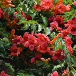 Bignone, Trompette De Virginie Atropurpurea - Campsis Radicans