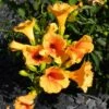 Bignone - Campsis Tagliabuana Summer Jazz Gold -Promesse De Fleurs Soldes Magasin Campsis radicans Summer Jazz Gold 84460 1