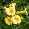 Campsis Radicans Yellow Trumpet (= Flava) - Bignone De Virginie -Promesse De Fleurs Soldes Magasin Campsis radicans Yellow trumpet 681444 1