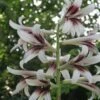Cardiocrinum Giganteum - Lis Géant De L'Himalaya -Promesse De Fleurs Soldes Magasin Cardiocrinum giganteum 82943 1