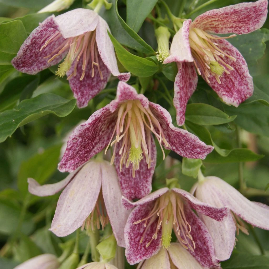 Clématite - Clematis Cirrhosa Advent Bells 3 Clématite - Clematis Cirrhosa Advent Bells
