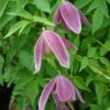 Clématite - Clematis Alpina Ruby -Promesse De Fleurs Soldes Magasin Clematis Alpina Ruby 67805 1