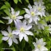 Clématite - Clematis Etoile Nacrée -Promesse De Fleurs Soldes Magasin Clematis Etoile Nacree 87833 1