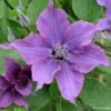 Clématite - Clematis Guiding Promise 1 Clématite - Clematis Guiding Promise -Promesse De Fleurs Soldes Magasin Clematis Guiding promise evipo053 IF 87839 1 1