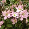 Clématite - Clematis Montana Rosebud -Promesse De Fleurs Soldes Magasin Clematis Montana Rosebud 681437 1