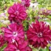 Clématite - Clematis Red Passion -Promesse De Fleurs Soldes Magasin Clematis Red Passion 84880 1