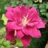 Clématite - Clematis Red Star -Promesse De Fleurs Soldes Magasin Clematis Red Star 1011661 1