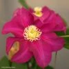 Clématite - Clematis SUCCESS Magenta -Promesse De Fleurs Soldes Magasin Clematis SUCCESS Magenta Tra73 84882 1