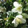Clématite Cirrhosa Wisley Cream -Promesse De Fleurs Soldes Magasin Clematis cirrhosa Wisley Cream 83626 1