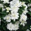 Clématite - Clematis Diversifolia White Arabella -Promesse De Fleurs Soldes Magasin Clematis diversifolia White Arabella 89513 1