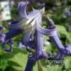 Clematis Heracleifolia Côte D'Azur 2/3L -Promesse De Fleurs Soldes Magasin Clematis heracleifolia Cote d Azur 87807 1