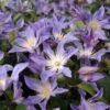 Clématite - Clematis Integrifolia Blue River 1 Clématite - Clematis Integrifolia Blue River -Promesse De Fleurs Soldes Magasin Clematis integrifolia Blue River IF 1009691 1