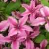 Clématite Integrifolia Saphyra Duo Rose -Promesse De Fleurs Soldes Magasin Clematis integrifolia Saphyra Duo Rose 85474 1
