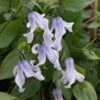 Clematite - Clematis Integrifolia Twinkle -Promesse De Fleurs Soldes Magasin Clematis integrifolia Twinckle Zotwi 81362 1