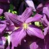 Clématite - Clematis Jackmanii Purpurea -Promesse De Fleurs Soldes Magasin Clematis jackmanii Purpurea Zojapur 81381 1