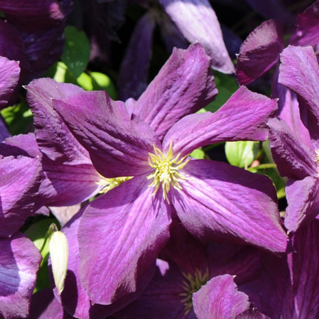 Clématite - Clematis Jackmanii Purpurea 3 Clématite - Clematis Jackmanii Purpurea