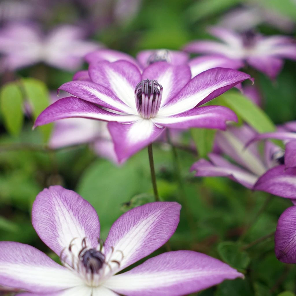 Clématite Lavallée N°1 3 Clématite Lavallée N°1