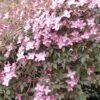 Clématite - Clematis Montana Freda -Promesse De Fleurs Soldes Magasin Clematis montana Freda 67855 1