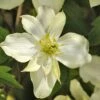 Clématite - Clematis Montana Montana Morning Yellow -Promesse De Fleurs Soldes Magasin Clematis montana Montana Morning Yellow V 18331 1