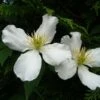 Clématite - Clematis Montana Spooneri -Promesse De Fleurs Soldes Magasin Clematis montana Spooneri 87468 1