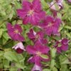 Clématite - Clematis Viticella Abundance -Promesse De Fleurs Soldes Magasin Clematis viticella Abundance 81375 1