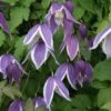 Clématite - Clematis Blue Eclipse 1 Clématite - Clematis Blue Eclipse -Promesse De Fleurs Soldes Magasin Clematite Clematis Blue Eclipse IF 6814851 1