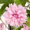Clématite - Clematis Multi Pink -Promesse De Fleurs Soldes Magasin Clematite Clematis Multi Pink 889370 1