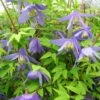 Clématite - Clematis Alpina 2 Clématite - Clematis Alpina -Promesse De Fleurs Soldes Magasin Clematite Clematis alpina 87828 1