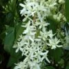 Clématite - Clematis Armandii Little White Charm -Promesse De Fleurs Soldes Magasin Clematite Clematis armandii Little White Charm IF 6813641 1
