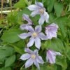 Clématite - Clematis Diversifolia River Star -Promesse De Fleurs Soldes Magasin Clematite Clematis diversifolia River Star IF 6814921 1
